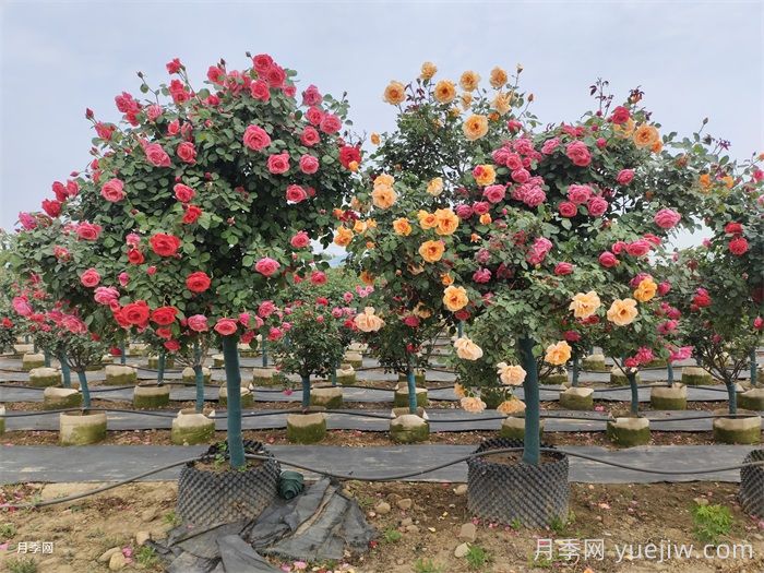 古桩月季(图6) 古桩月季(图6)