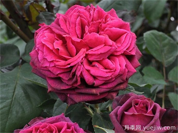 普及12种月季，养不死得小强月季(图1)