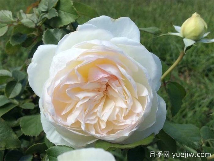 普及12种月季，养不死得小强月季(图2)