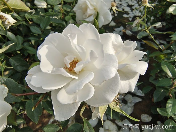 普及12种月季，养不死得小强月季(图3)