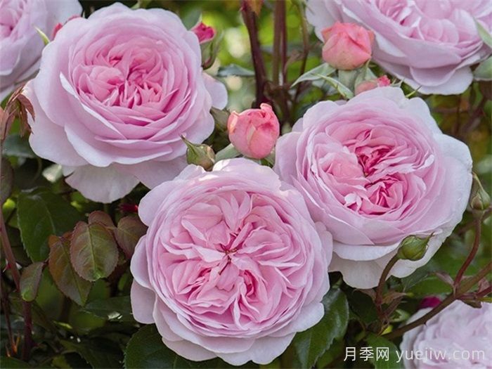 普及12种月季，养不死得小强月季(图6)