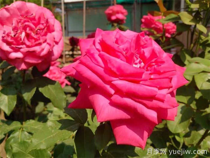 普及12种月季，养不死得小强月季(图7)