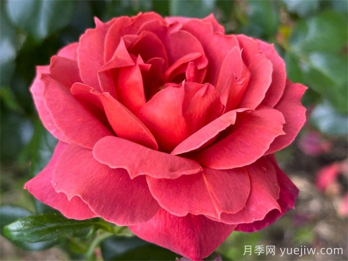 推荐8款复古柔色月季，色彩独特，花型优雅(图3)