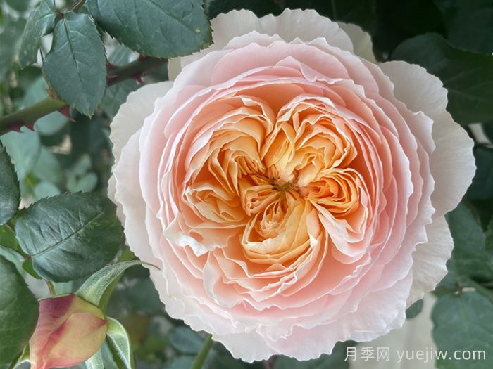推荐8款复古柔色月季，色彩独特，花型优雅(图4)