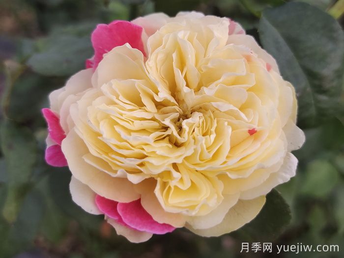 月季介绍：风月月季(图1)