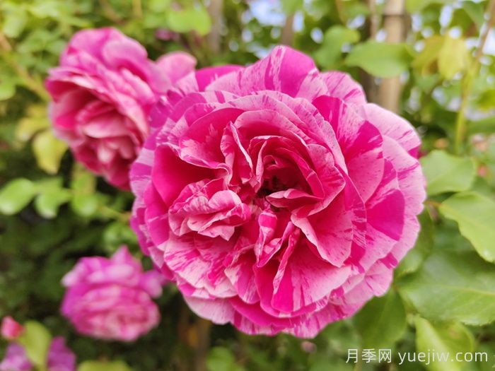 绽放在重庆的14款月季图谱(图4) 绽放在重庆的14款月季图谱(图4)
