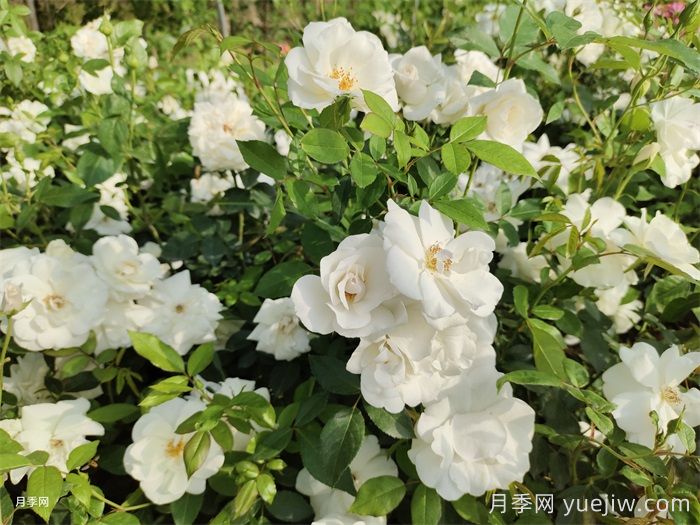 绽放在重庆的14款月季图谱(图5) 绽放在重庆的14款月季图谱(图5)