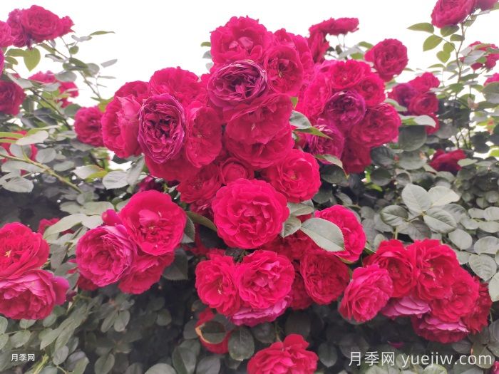 绽放在重庆的14款月季图谱(图6) 绽放在重庆的14款月季图谱(图6)