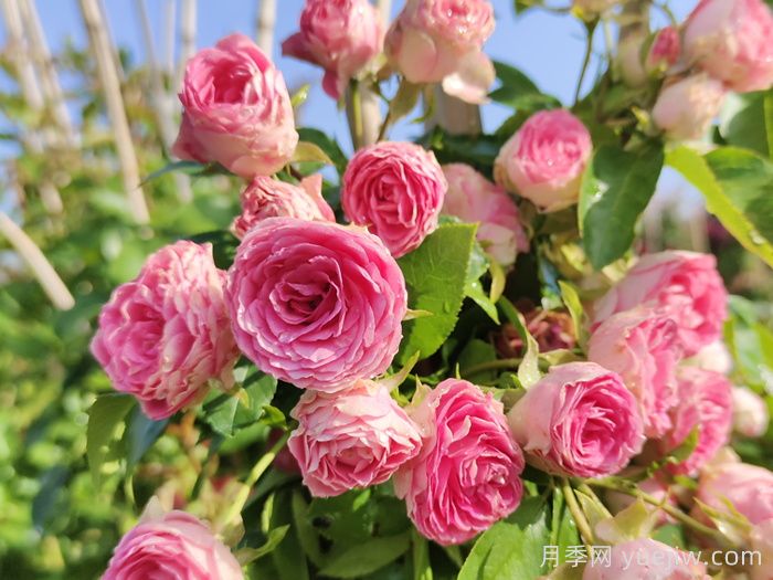 绽放在重庆的14款月季图谱(图8) 绽放在重庆的14款月季图谱(图8)