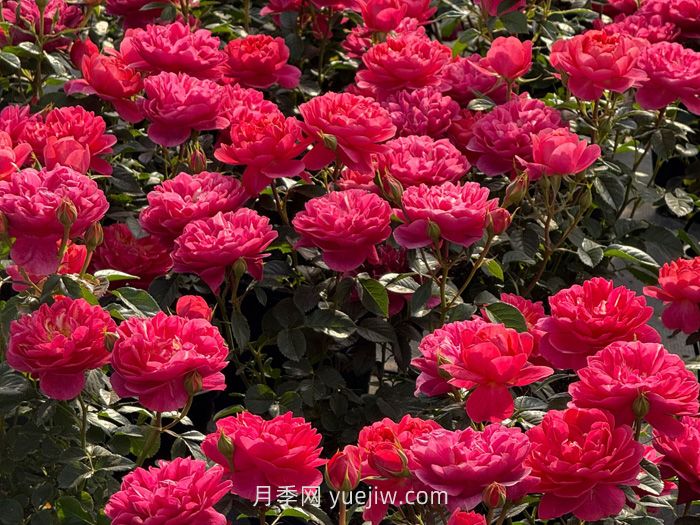 绝色果汁月季介绍和优缺点(图1)