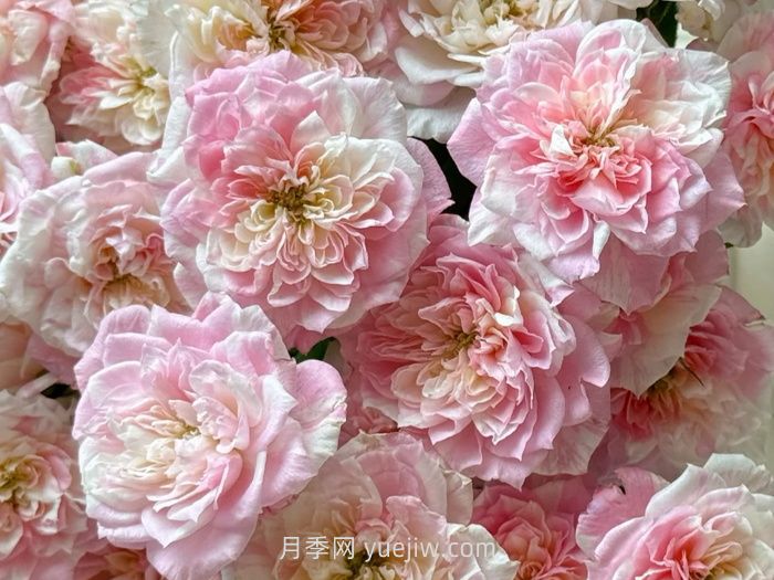 幸福之门月季的介绍和优缺点(图1) 幸福之门月季介绍和优缺点(图1)