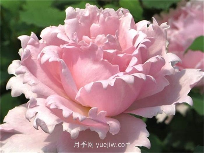 索菲罗莎月季介绍和优缺点(图1)