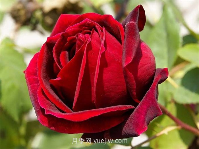 红丝绒月季的介绍和优缺点(图1) 红丝绒月季介绍和优缺点(图1)