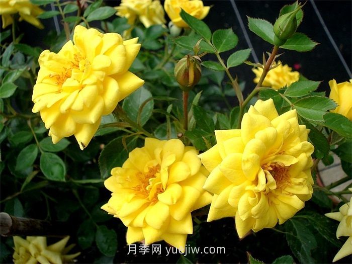 黄金珠宝月季介绍和优缺点(图1)