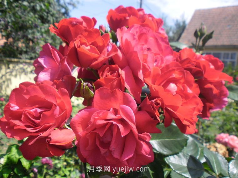 绯红天空月季介绍和优缺点(图1)