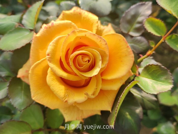 夏日赏花必入！这9款玫瑰让花期超长待机(图2)