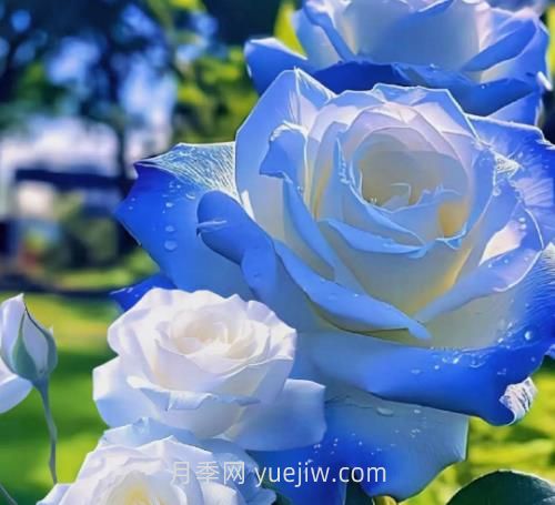 碎冰蓝月季介绍和优缺点(图1)