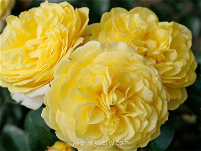 索莱罗月季介绍和优缺点(图1)