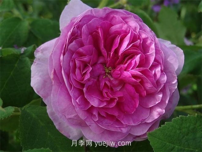 珍妮杜瓦尔月季介绍和优缺点(图1) 珍妮杜瓦尔月季介绍和优缺点(图1)