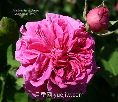 艾萨克太太月季介绍和优缺点(图1)