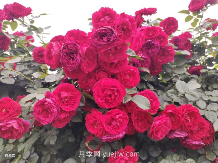 藤本月季第几年爆发花量最多?(图1)
