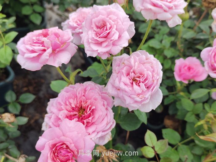 推荐几个浓香的微型月季品种(图1)