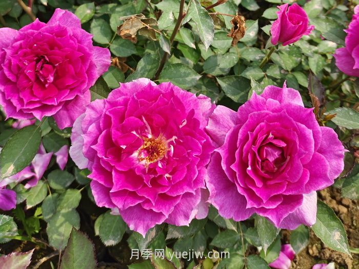 推荐几个浓香的微型月季品种(图3)