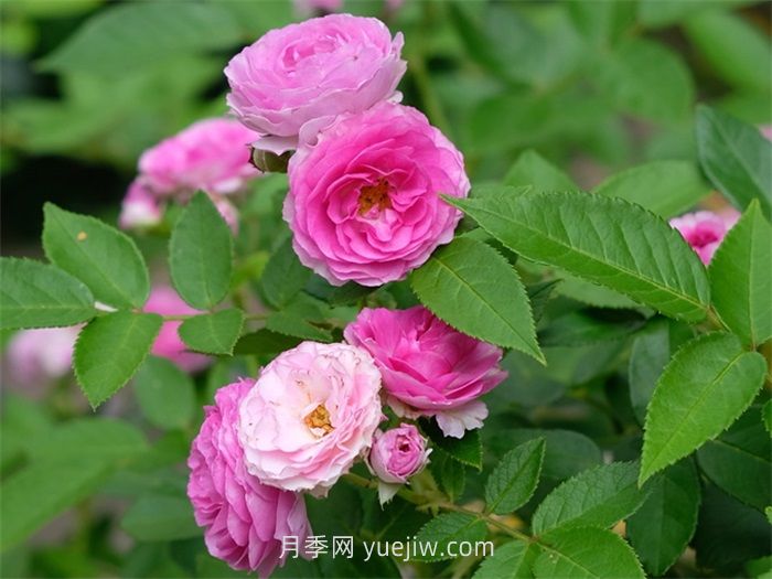 推荐几个浓香的微型月季品种(图2)