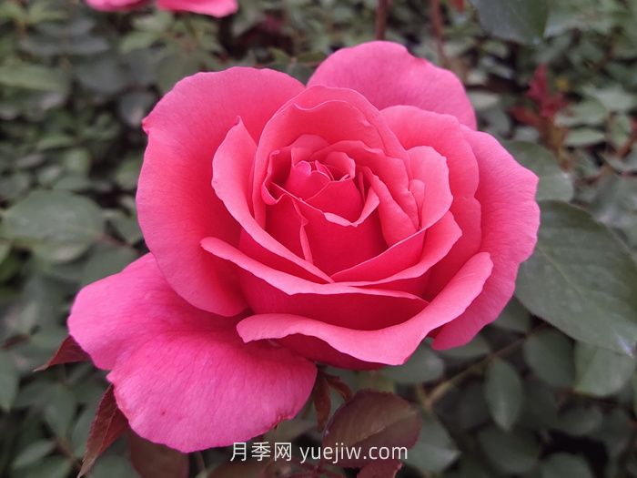 10个花径超过15厘米的月季花品种(图1)