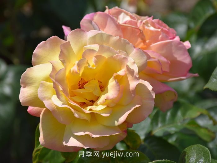 10个花径超过15厘米的月季花品种(图4)