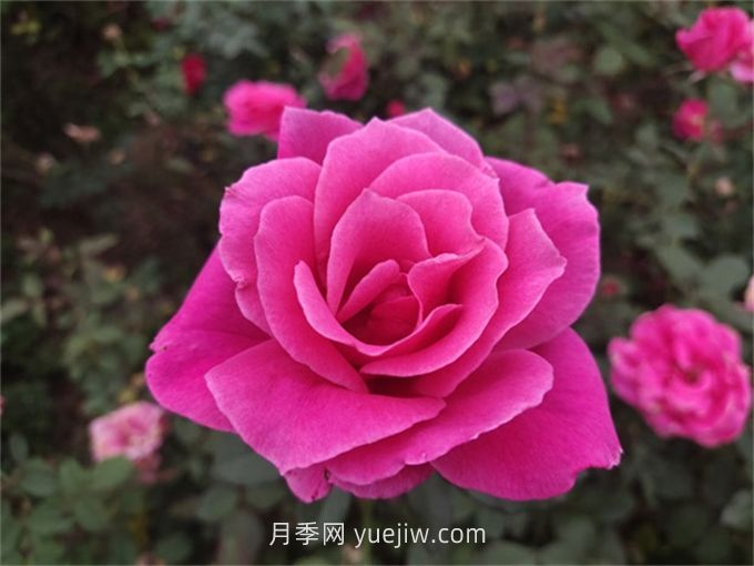 10个花径超过15厘米的月季花品种(图5)