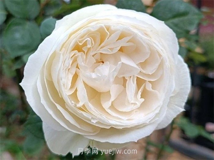 推荐十款最值得入手的白色月季品种(图1)