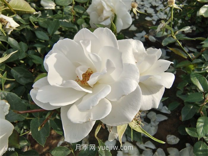 推荐十款最值得入手的白色月季品种(图4)