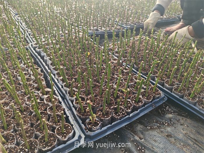 月季苗,南阳月季小苗用于全国各地的月季繁育基地(图3) 月季苗,南阳月季小苗用于全国各地的月季繁育基地(图3)