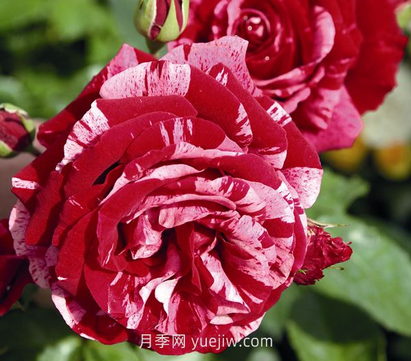 最佳印象月季介绍和优缺点(图1)