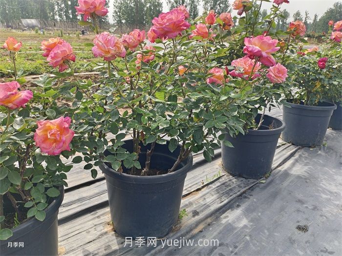 保证月季100%存活的十大养护绝招(图1)