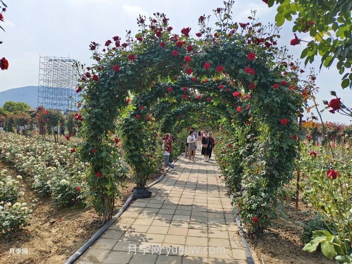 夏季很多月季和花木快速衰弱死亡，是什么原因？(图1)