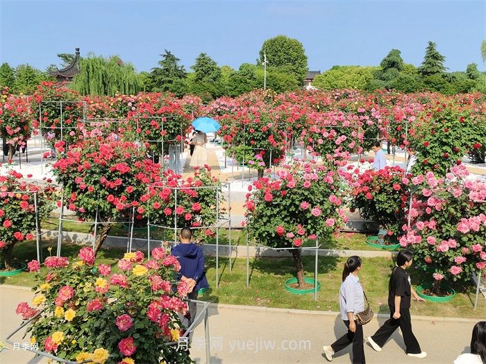 园林花木景观应用(图2)