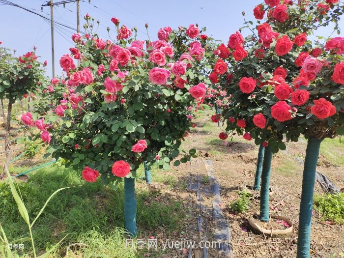 园林人必须知道的88个花卉基本知识点(图2)