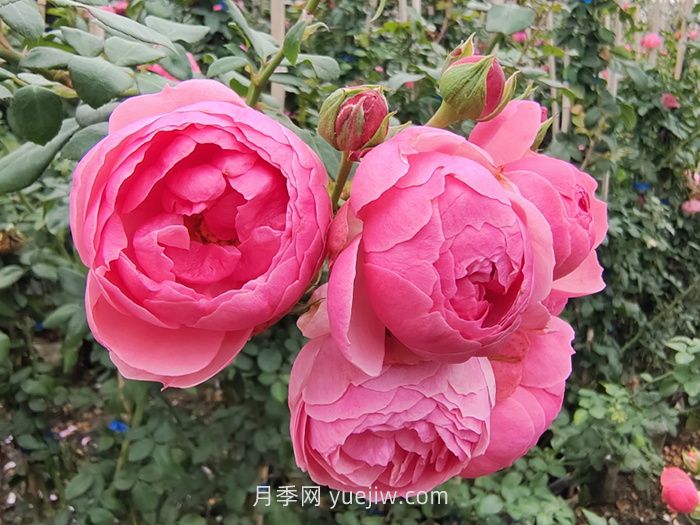 推荐最值得入手的爬墙月季品种(图3)