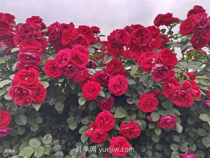 推荐最值得入手的爬墙月季品种(图1)