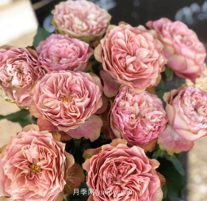 地球末夜月季介绍和优缺点(图1) 地球末夜月季介绍和优缺点(图1)