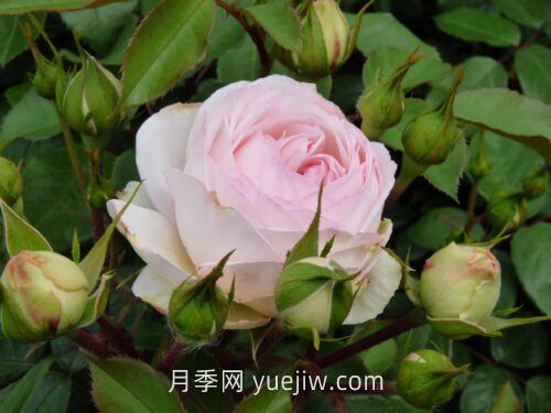 斯蒂芬妮古城堡月季介绍和优缺点(图1) 斯蒂芬妮古城堡月季介绍和优缺点(图1)