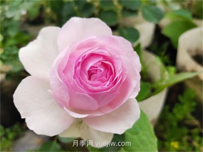 维萨里月季介绍和优缺点(图1) 维萨里月季介绍和优缺点(图1)