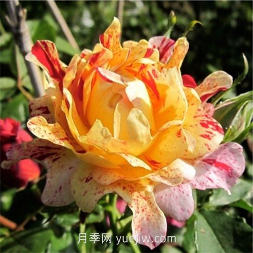 尼梅特月季介绍和优缺点(图1)