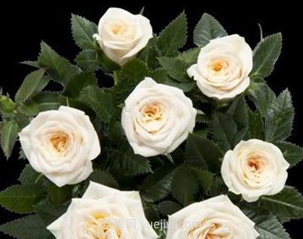 美狄亚柯德娜月季介绍和优缺点(图1) 美狄亚柯德娜月季介绍和优缺点(图1)