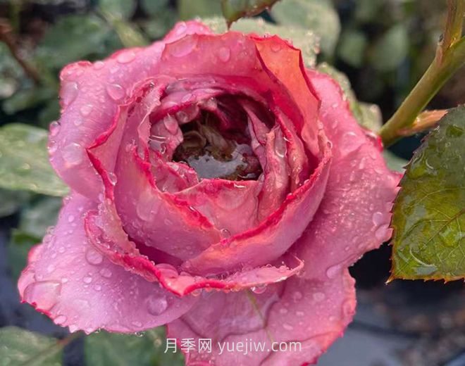 蓝瓷花瓶月季介绍和优缺点(图1)