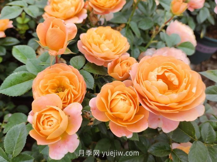 推荐88个最美月季品种，让花友美到心醉，陶醉其中(图2)