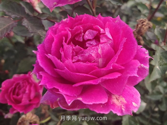 推荐88个最美月季品种，让花友美到心醉，陶醉其中(图3)