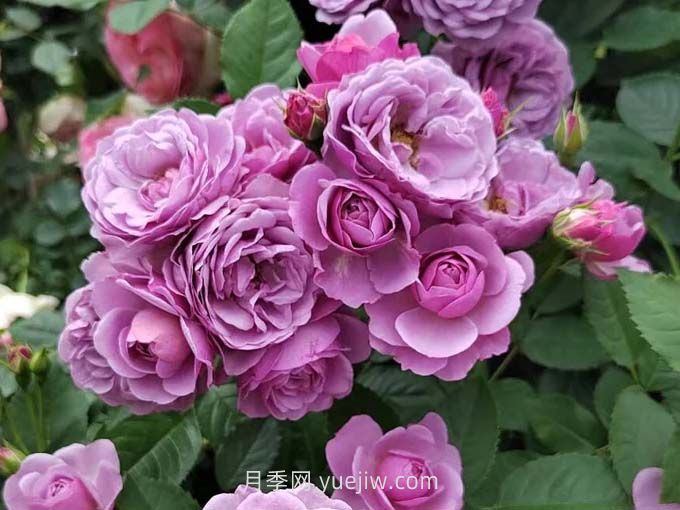 推荐88个最美月季品种，让花友美到心醉，陶醉其中(图6)